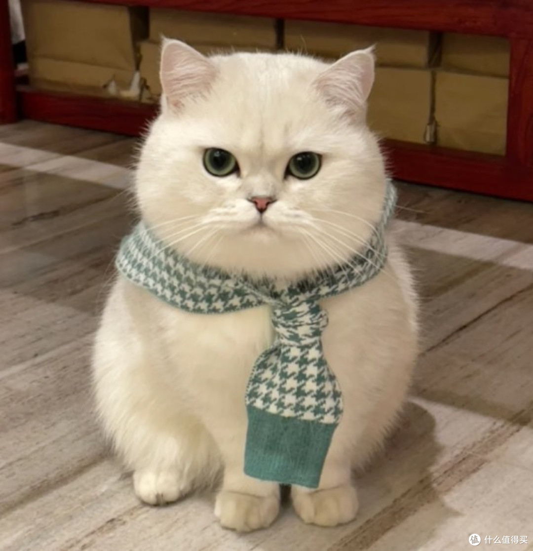 别再瞎买猫粮！从成分表到认证，5年养猫人手把手教你避坑