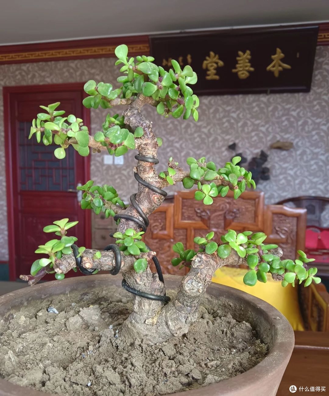 大叔2年打造的“金枝玉叶大树桩”,太美太精致:2000都不卖!