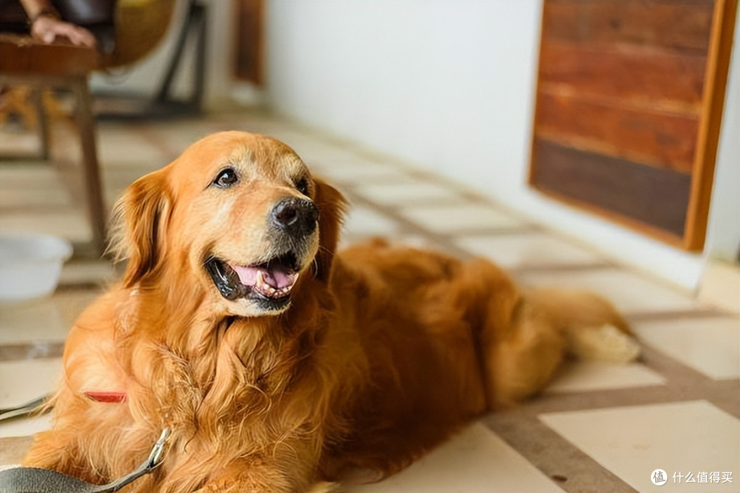 2026年中大型犬专属狗粮推荐，高性价比粮闭眼入！