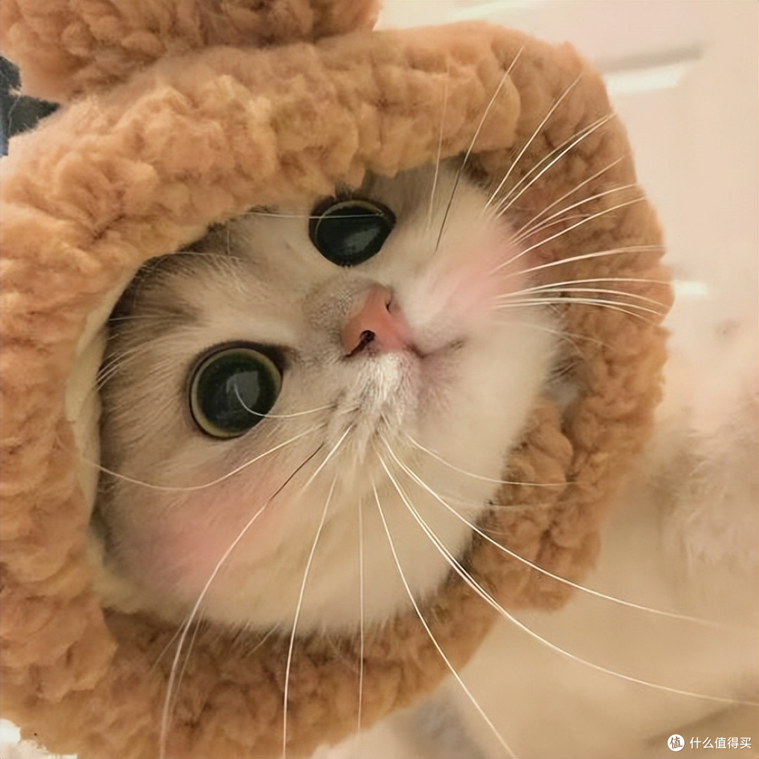 优质猫粮怎么选?2026 权威排行榜帮你避开选购坑!