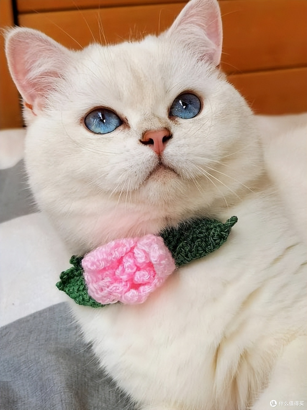 优质猫粮怎么选?2026 权威排行榜帮你避开选购坑!