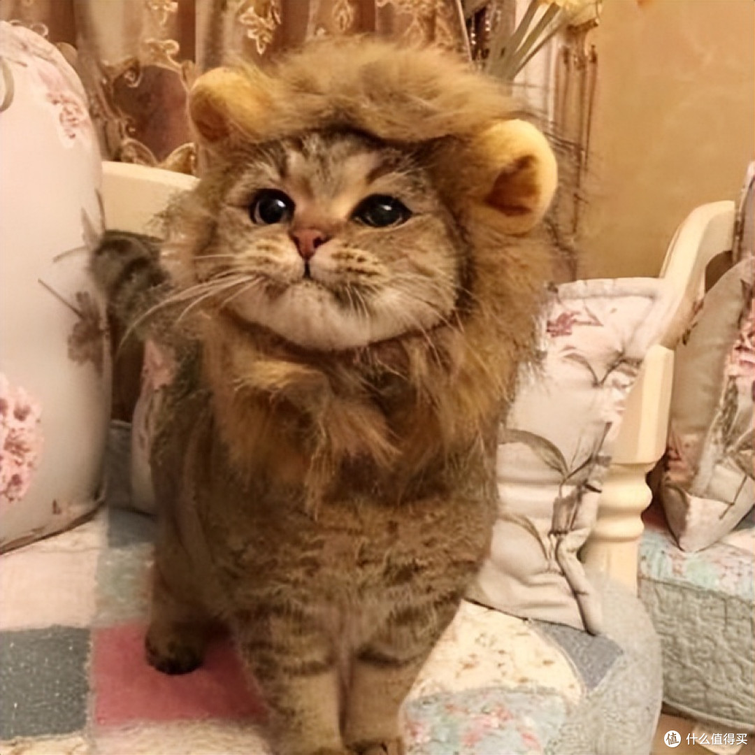 优质猫粮怎么选?2026 权威排行榜帮你避开选购坑!