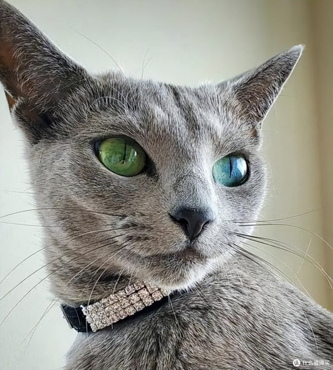 优质猫粮怎么选?2026 权威排行榜帮你避开选购坑!