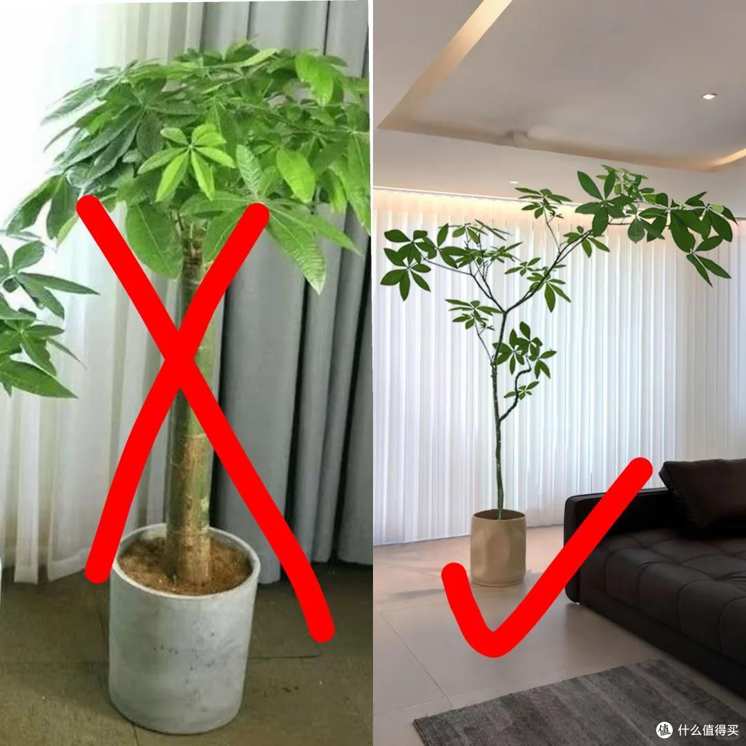 男子1080买的“原生发财树”火了，网友：贵了点，但是真好看吖~