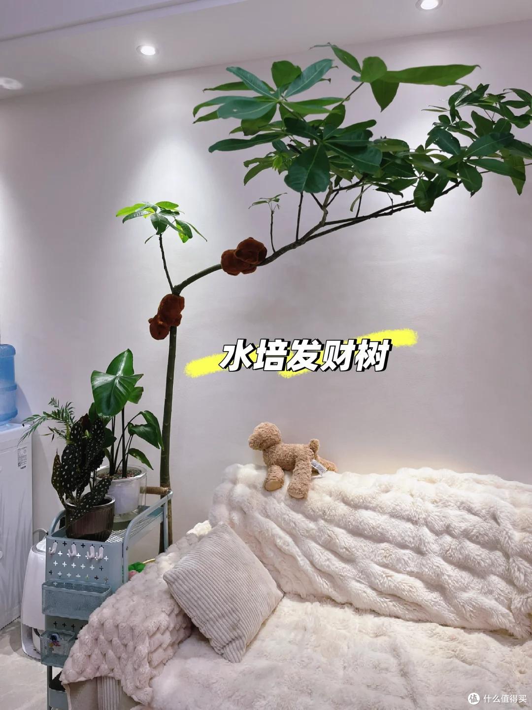 男子1080买的“原生发财树”火了，网友：贵了点，但是真好看吖~