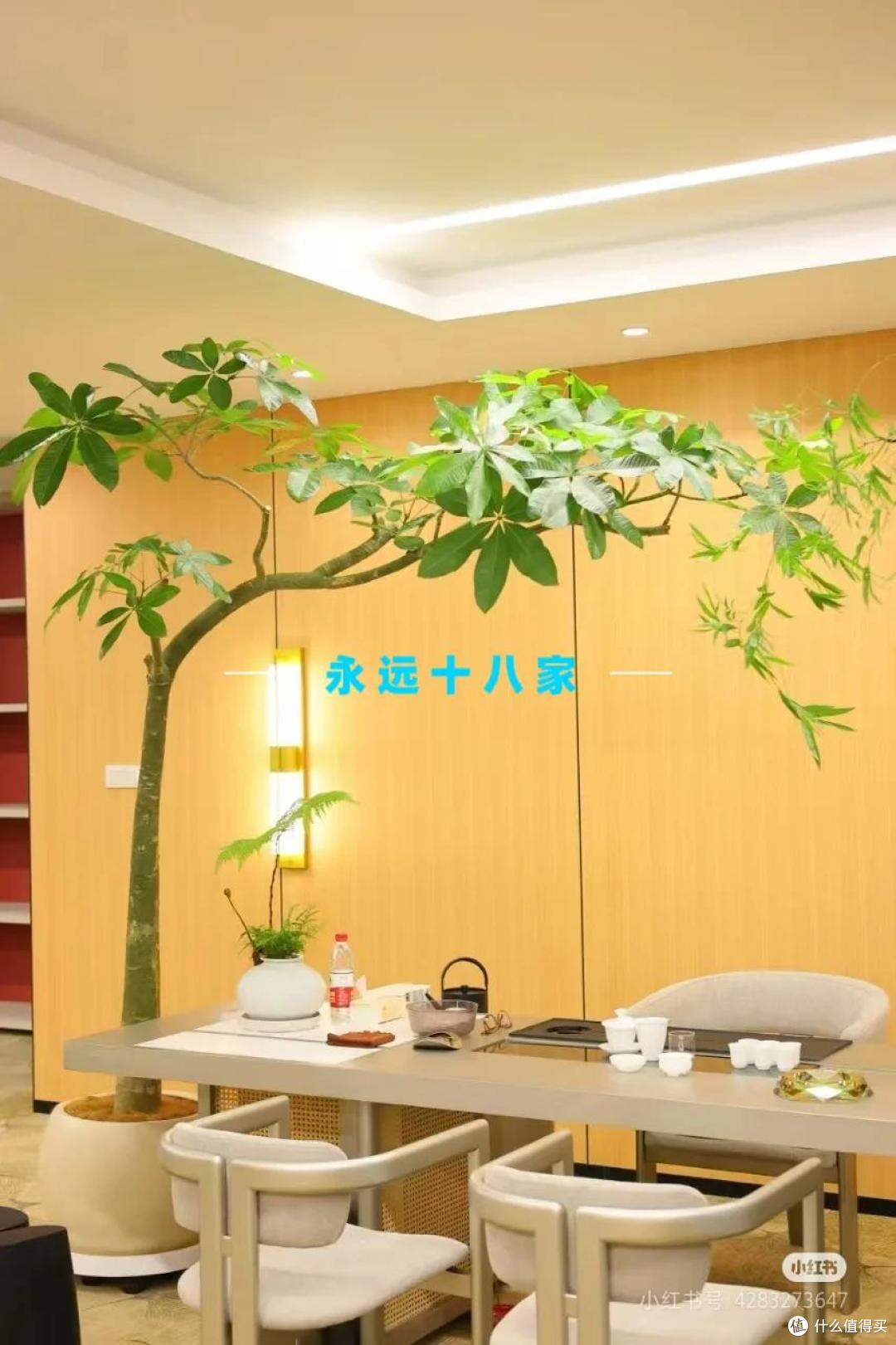 男子1080买的“原生发财树”火了，网友：贵了点，但是真好看吖~