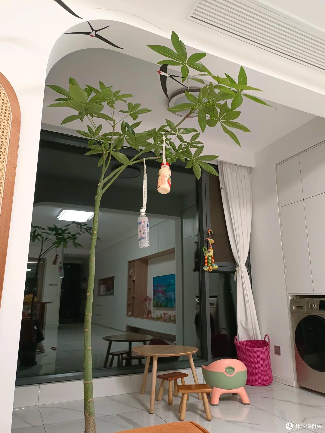 男子1080买的“原生发财树”火了，网友：贵了点，但是真好看吖~