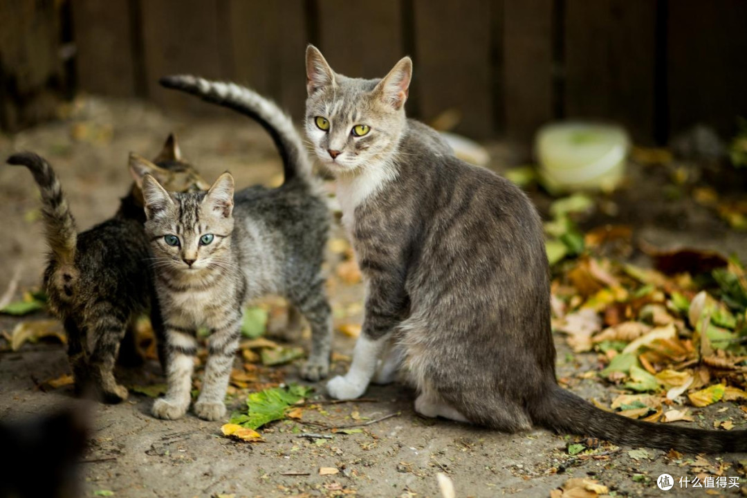 哪个品牌的猫粮质量好?测评希喂、蓝氏、顽皮哪款猫粮最健康优质