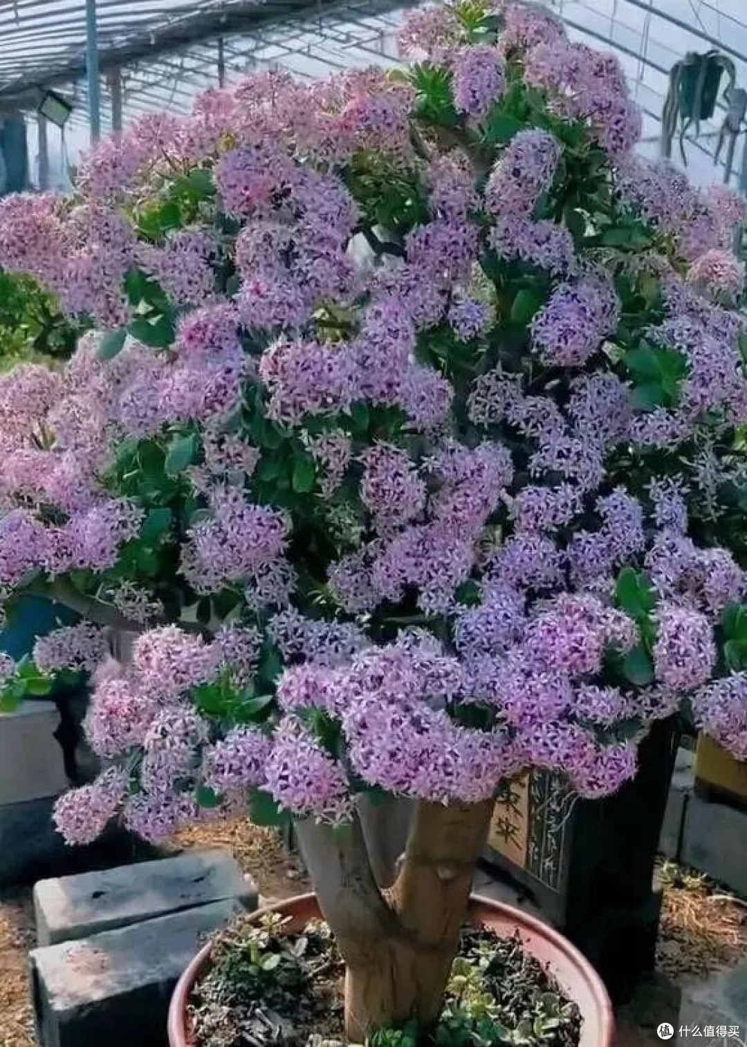 广东小伙晒妈妈养21年的玉树,送人前爆花,花开万朵:已经成精!