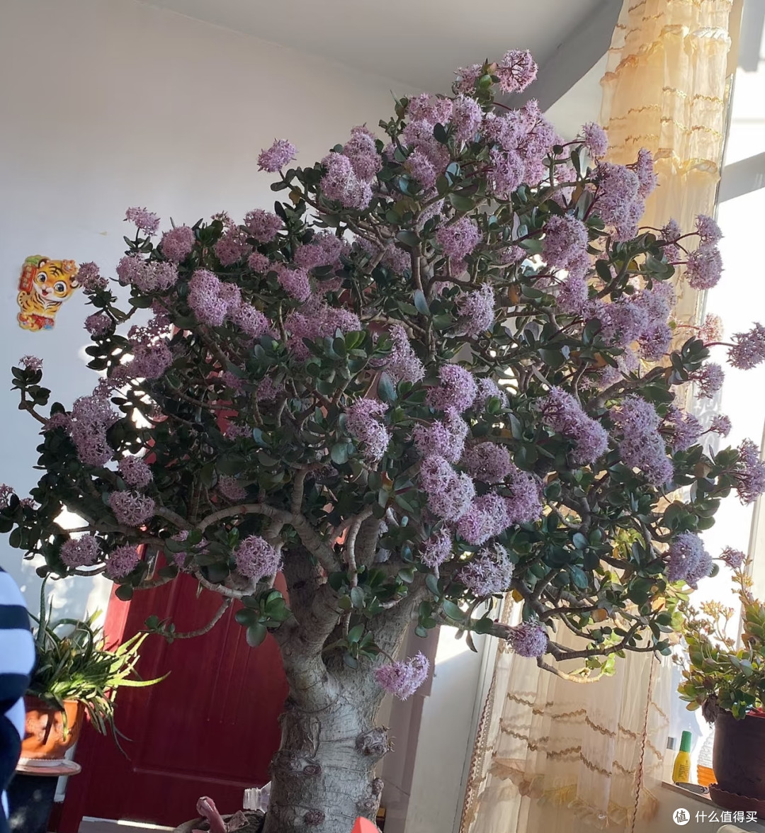 广东小伙晒妈妈养21年的玉树,送人前爆花,花开万朵:已经成精!
