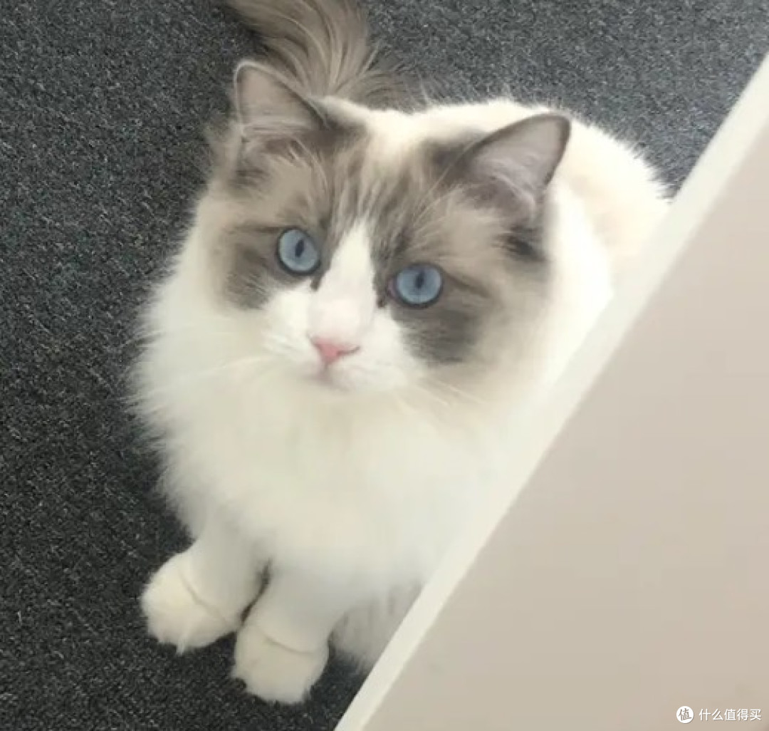 猫咪必需的营养与4种喂养方式全攻略,新手必看!