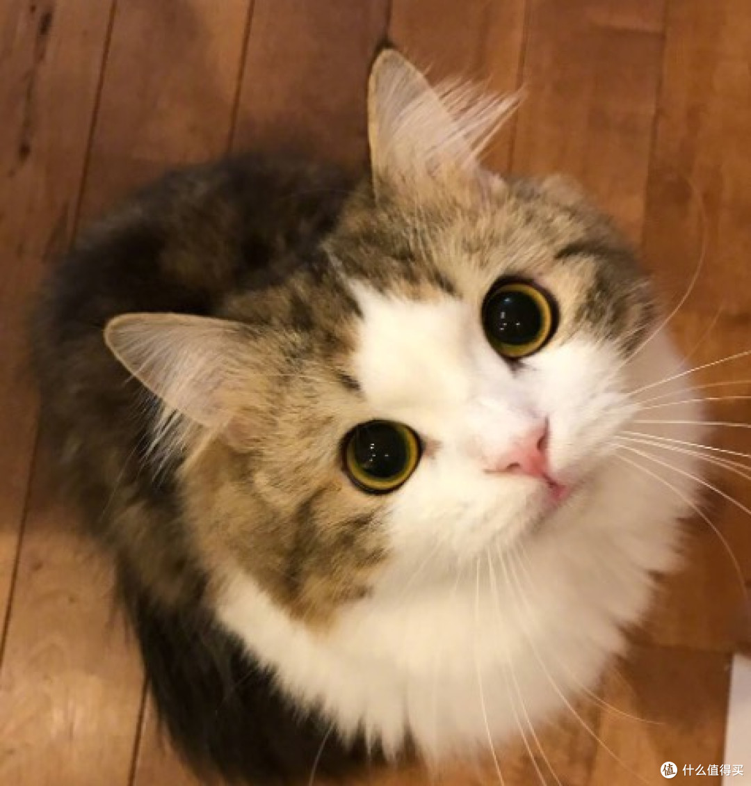 猫咪必需的营养与4种喂养方式全攻略,新手必看!