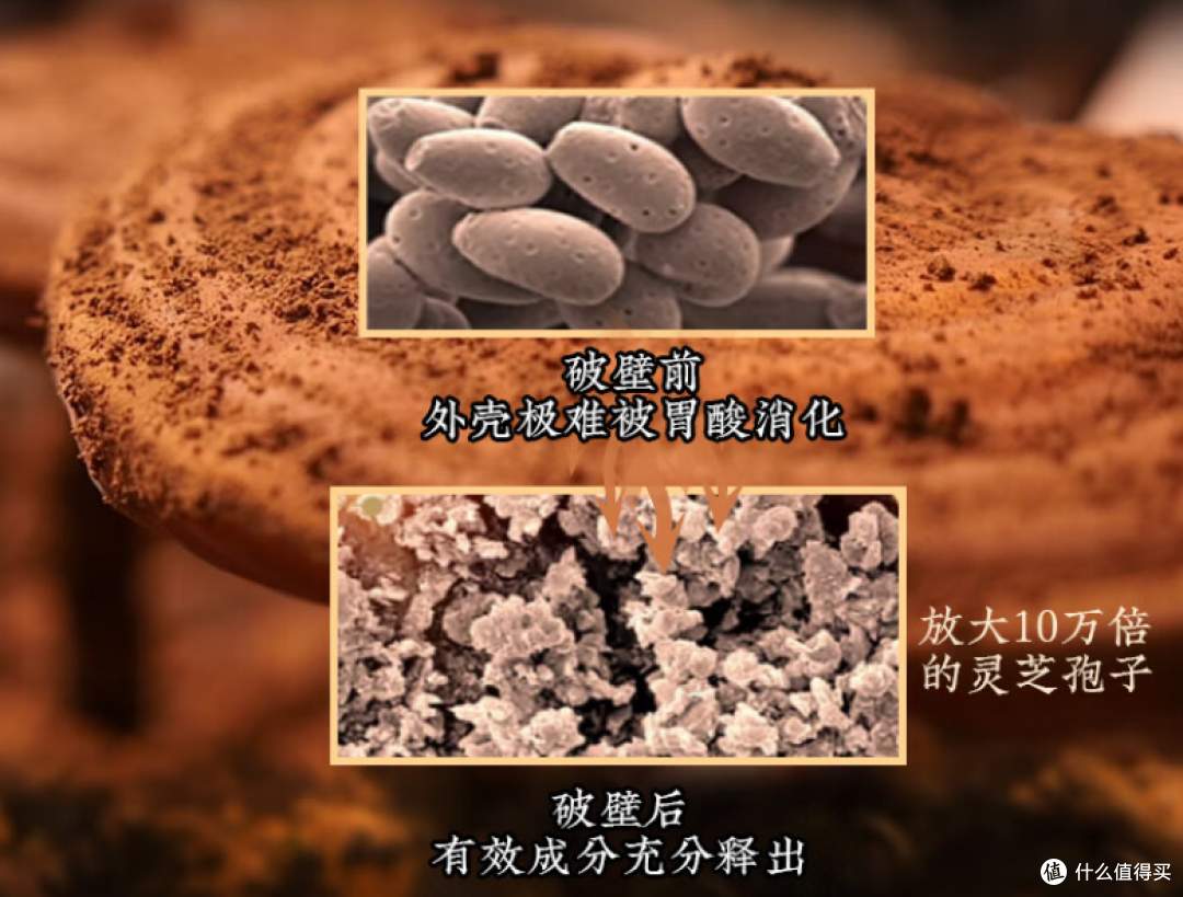 全国排名前十的破壁灵芝品牌最新排行榜:主打提免疫与助眠