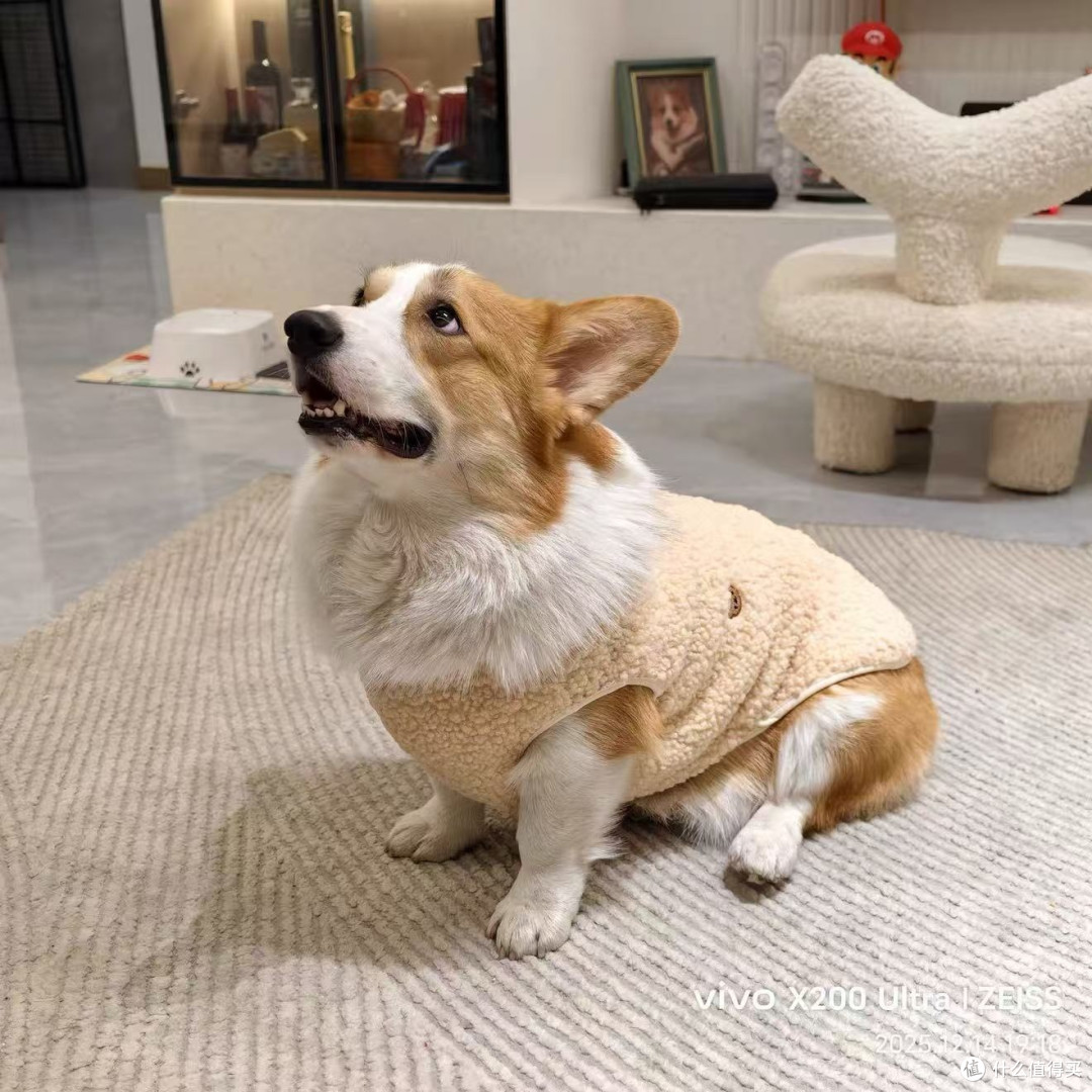ins风宠物用品!宠物衣服,柯基中型犬款超吸睛✨