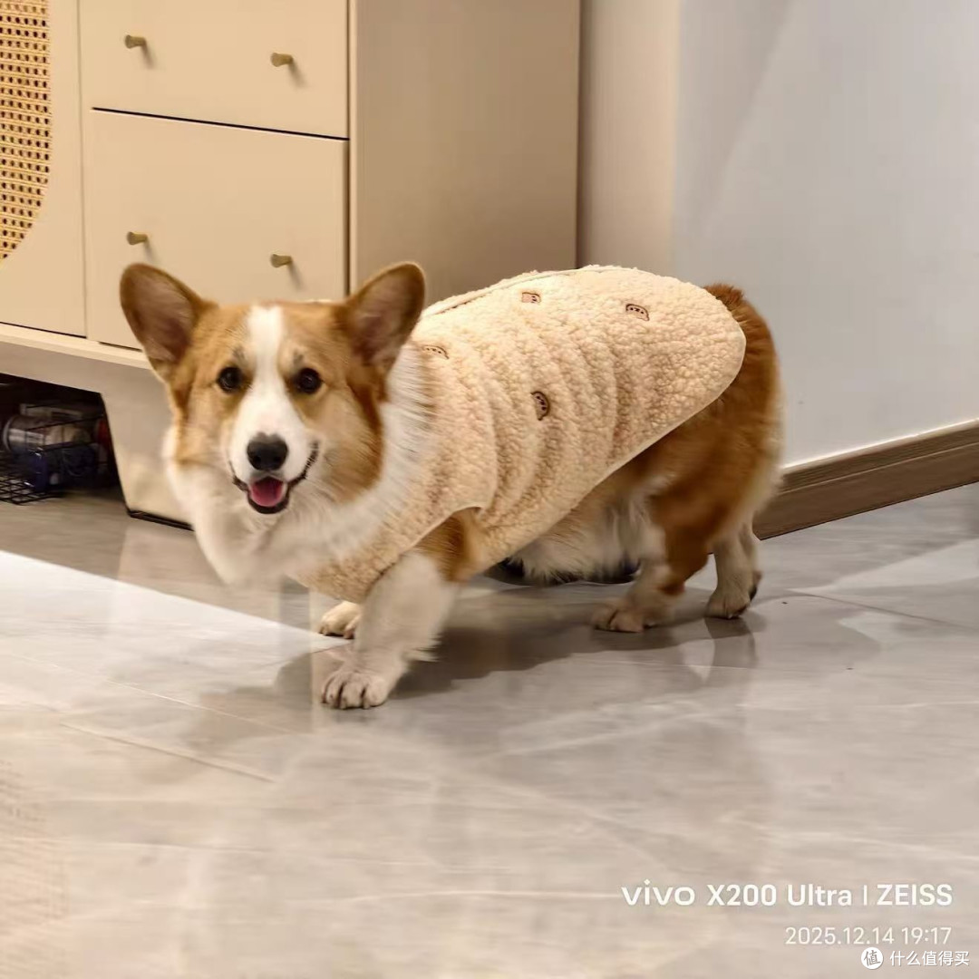 ins风宠物用品!宠物衣服,柯基中型犬款超吸睛✨