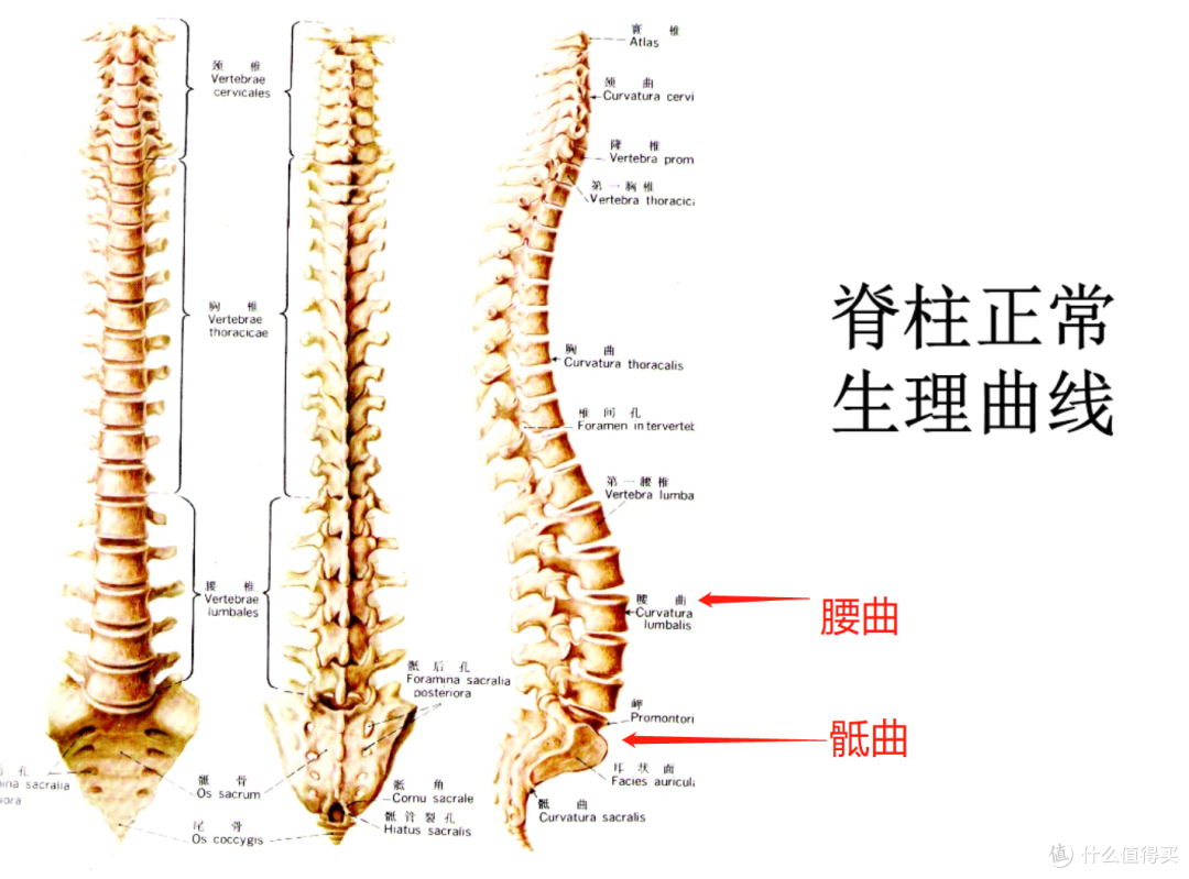 聚焦骶位支撑,拯救久坐“牛马”,享耀家工学至尊A8工学椅