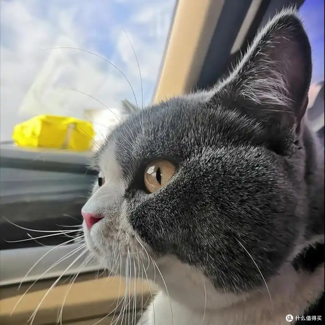 养英短猫必看!这些注意事项守护圆润萌宠