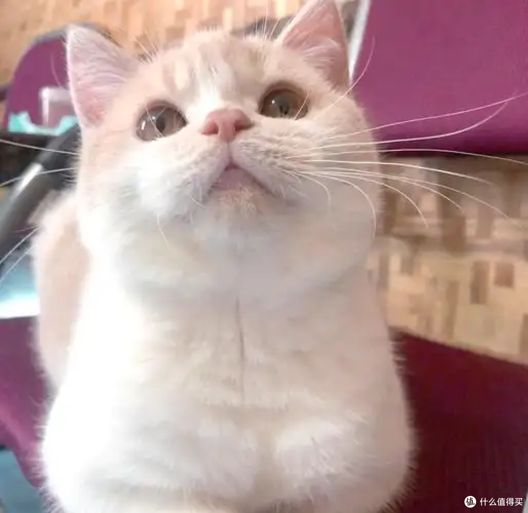 养英短猫必看!这些注意事项守护圆润萌宠