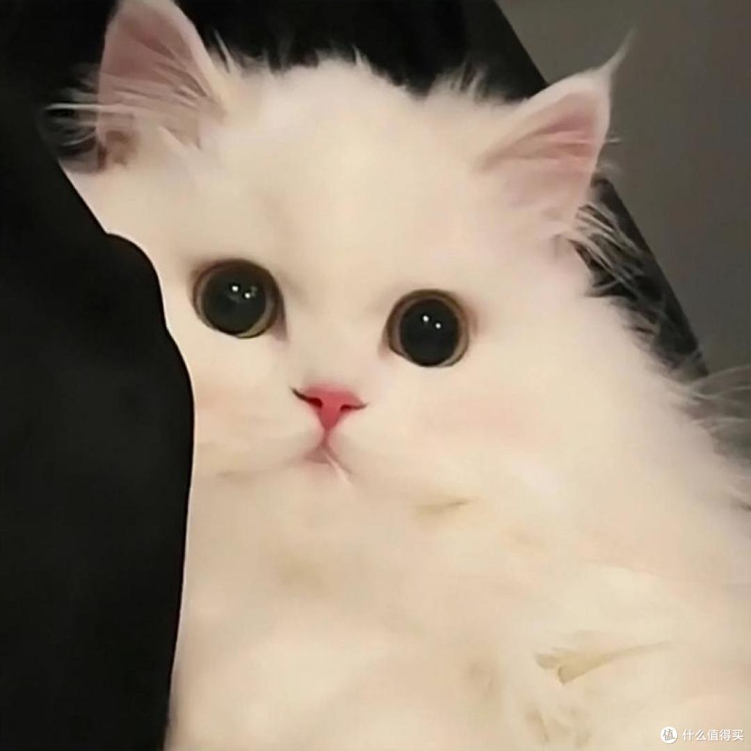 2026 猫咪高性价比猫粮排行榜,养猫选粮不花冤枉钱!