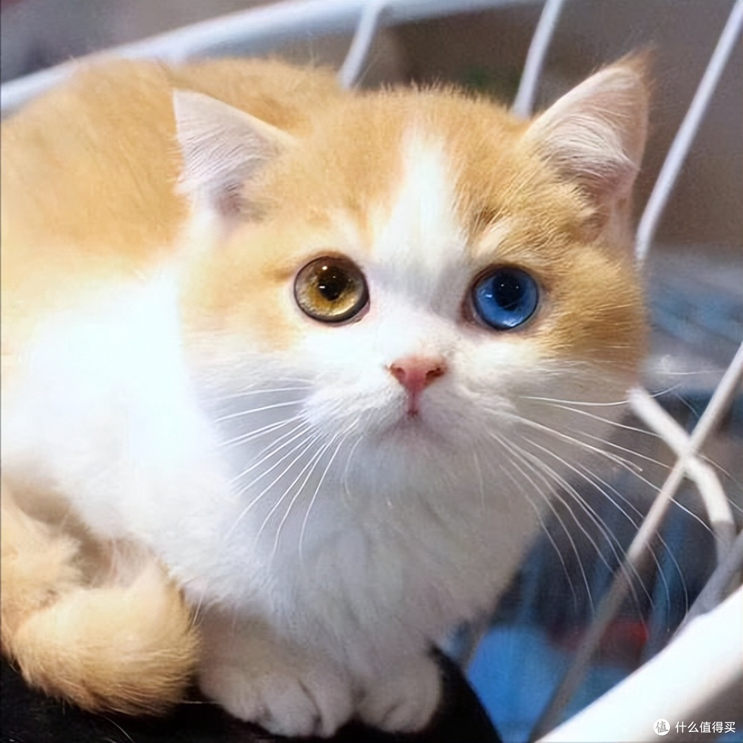 2026 猫咪高性价比猫粮排行榜,养猫选粮不花冤枉钱!