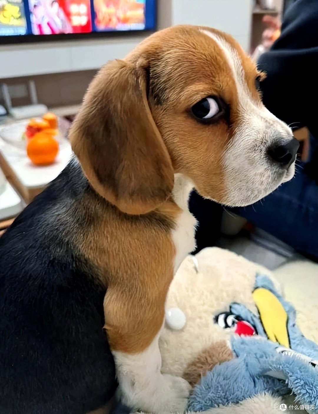 比格犬吃什么狗粮好？2026 比格犬优质狗粮推荐，快码住！