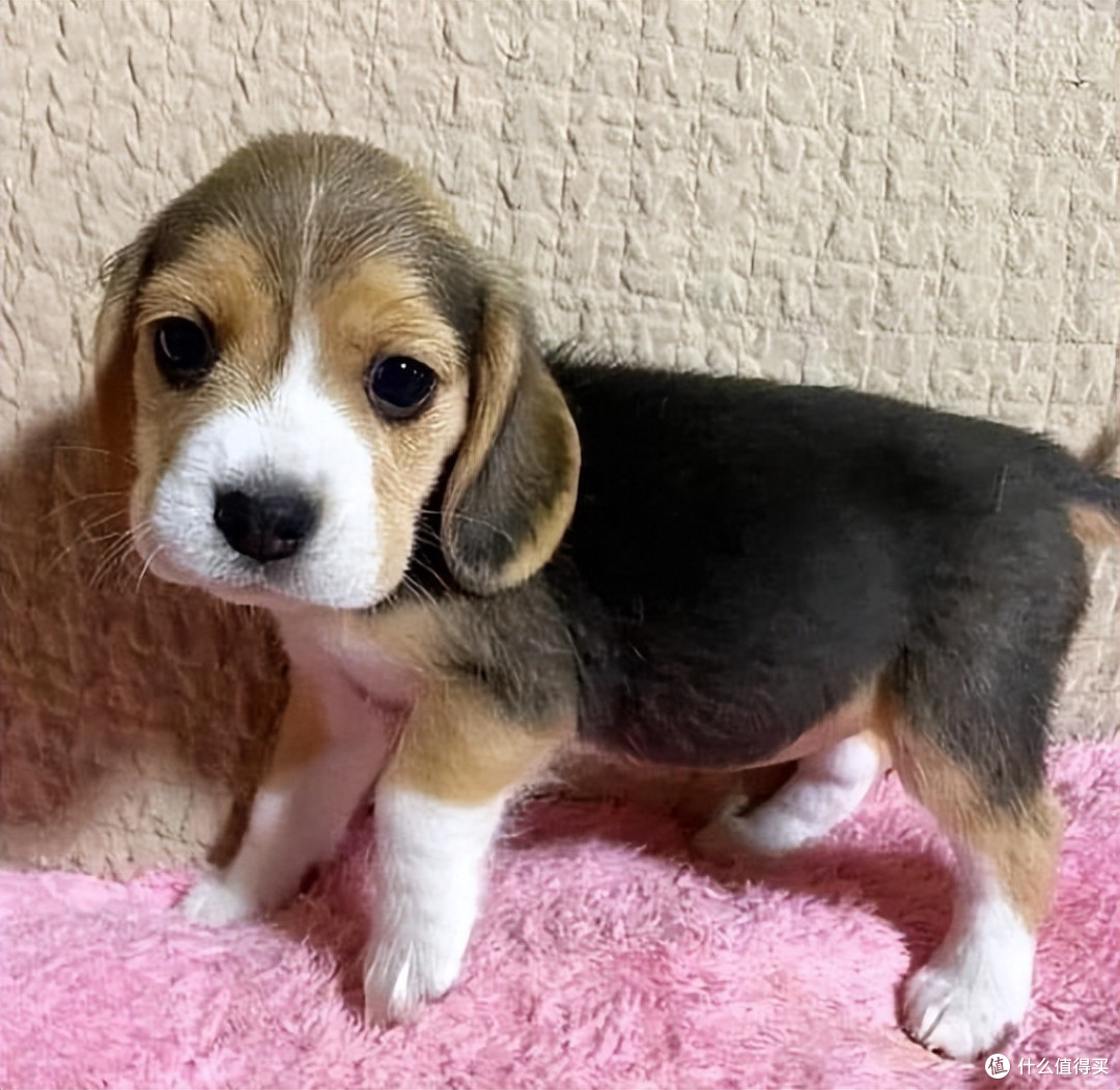 比格犬吃什么狗粮好？2026 比格犬优质狗粮推荐，快码住！