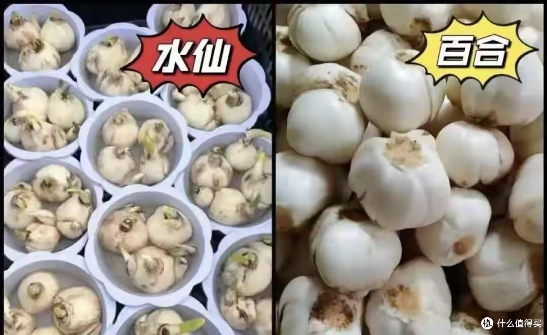 连毒水仙和鲜百合都分不清,吃完中毒,你说应该赔多少?