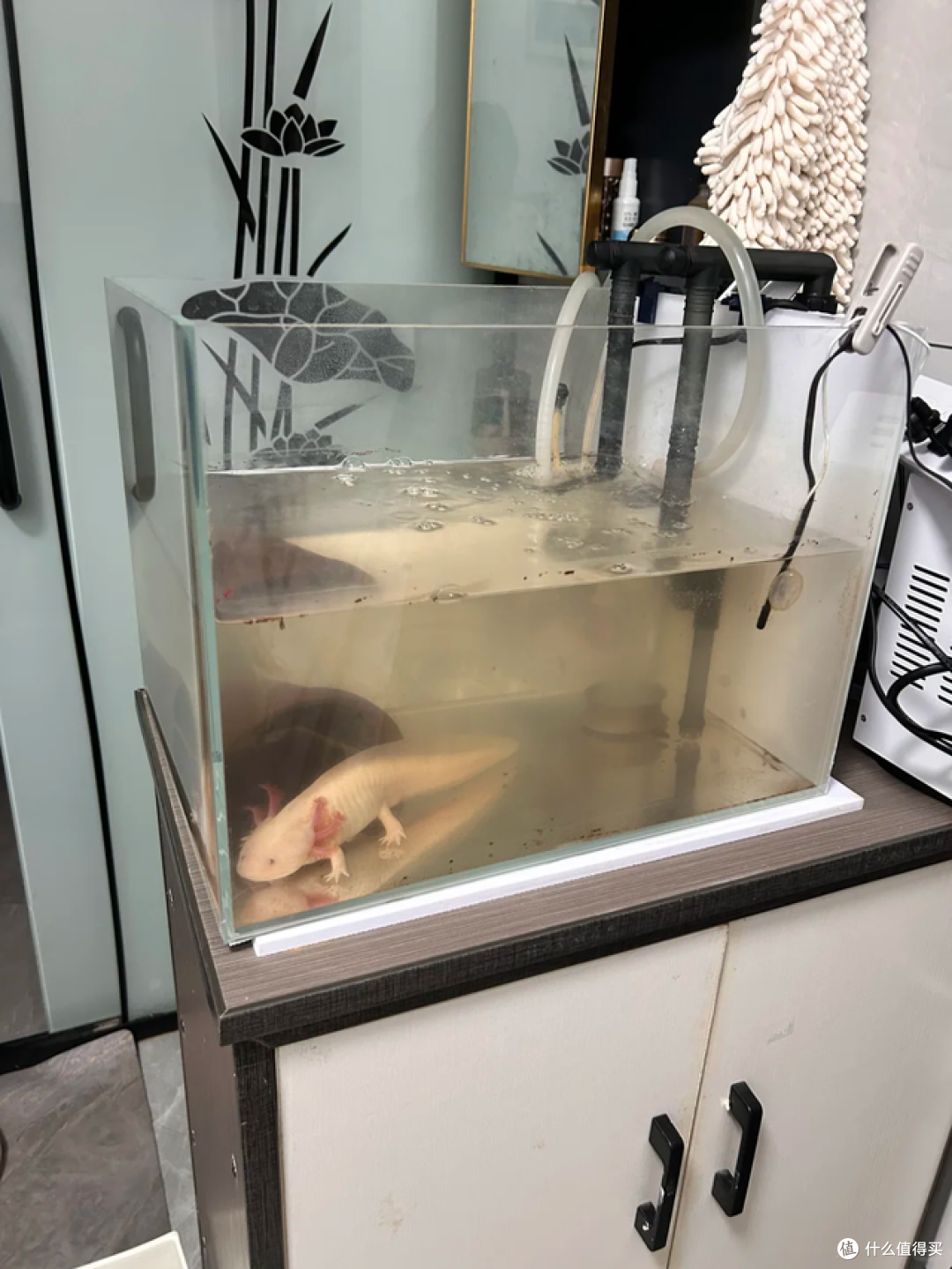 鱼缸停电死鱼怎么办?测评当贝N1 800过滤器,断电也能续