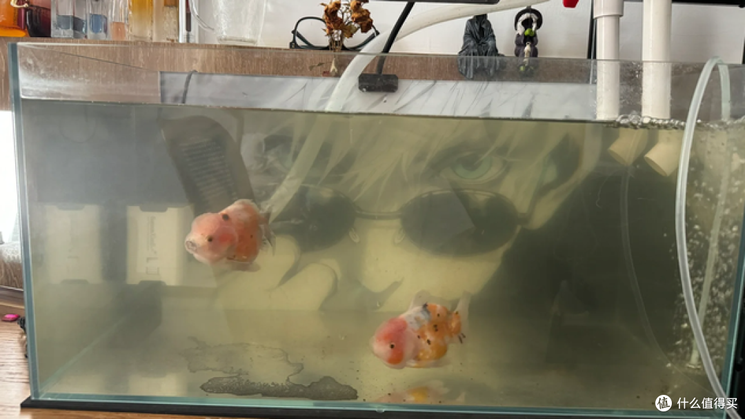 鱼缸停电死鱼怎么办?测评当贝N1 800过滤器,断电也能续