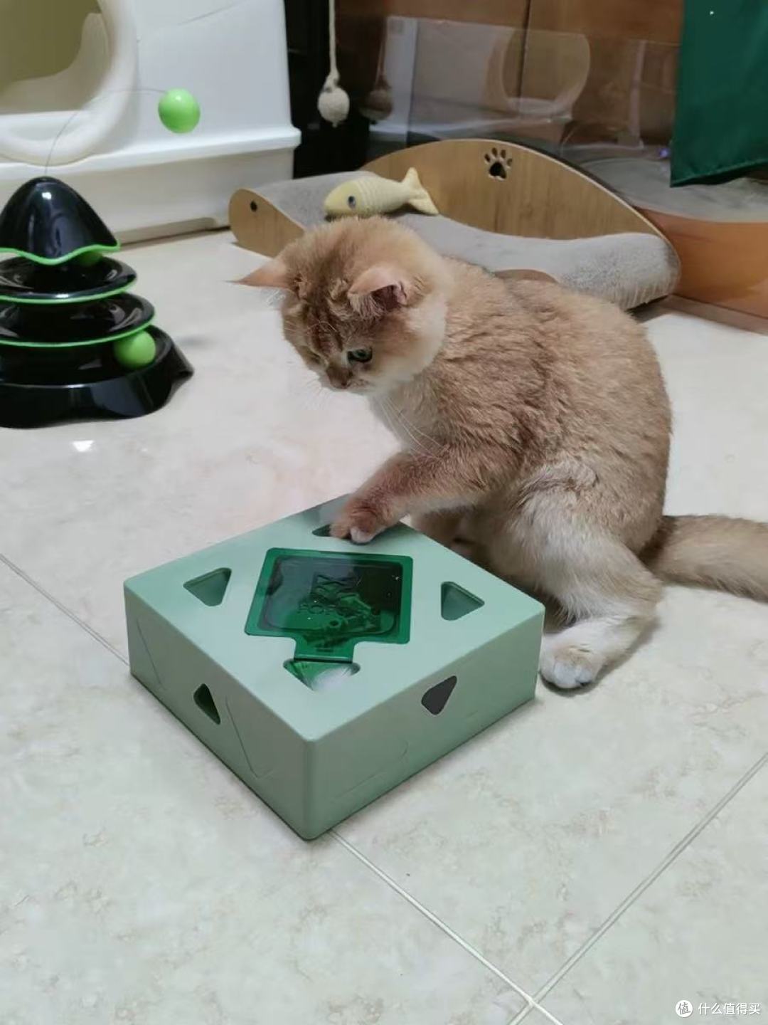 FOFOS两只福狸逗猫魔盒|猫主子自嗨一整天不拆家