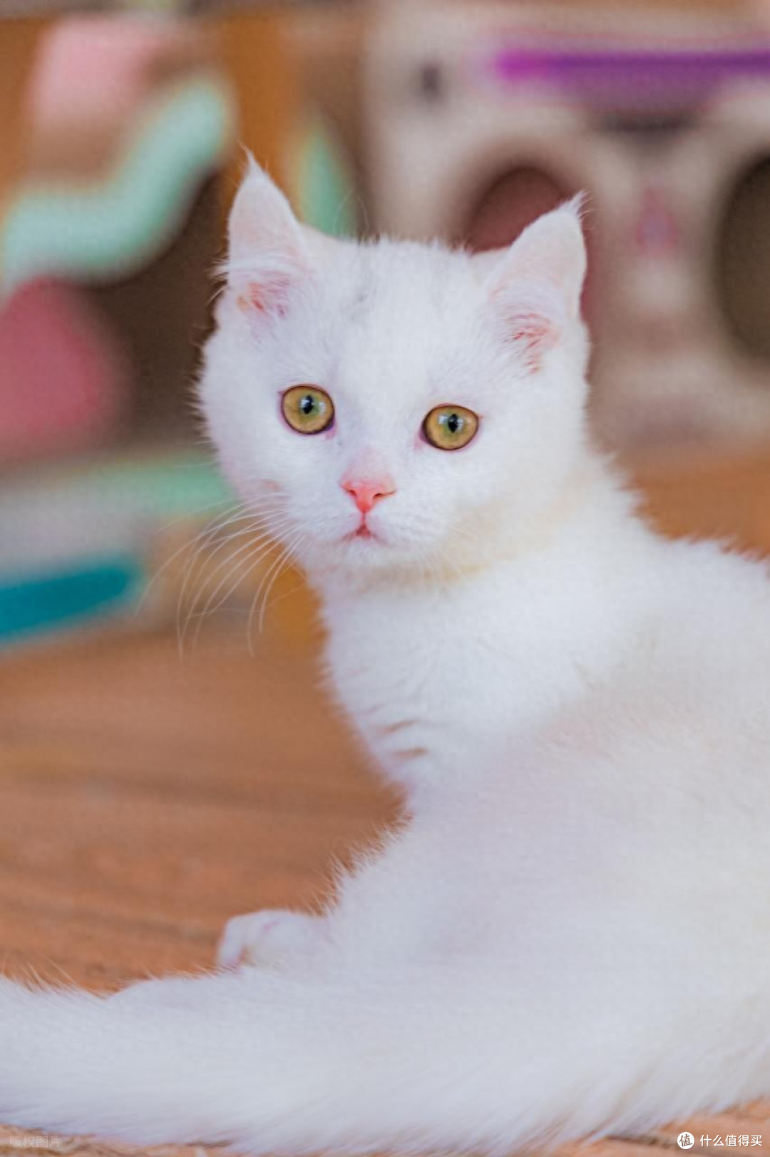 猫粮推荐:2026年度科学喂养指南,十大品牌深度解读