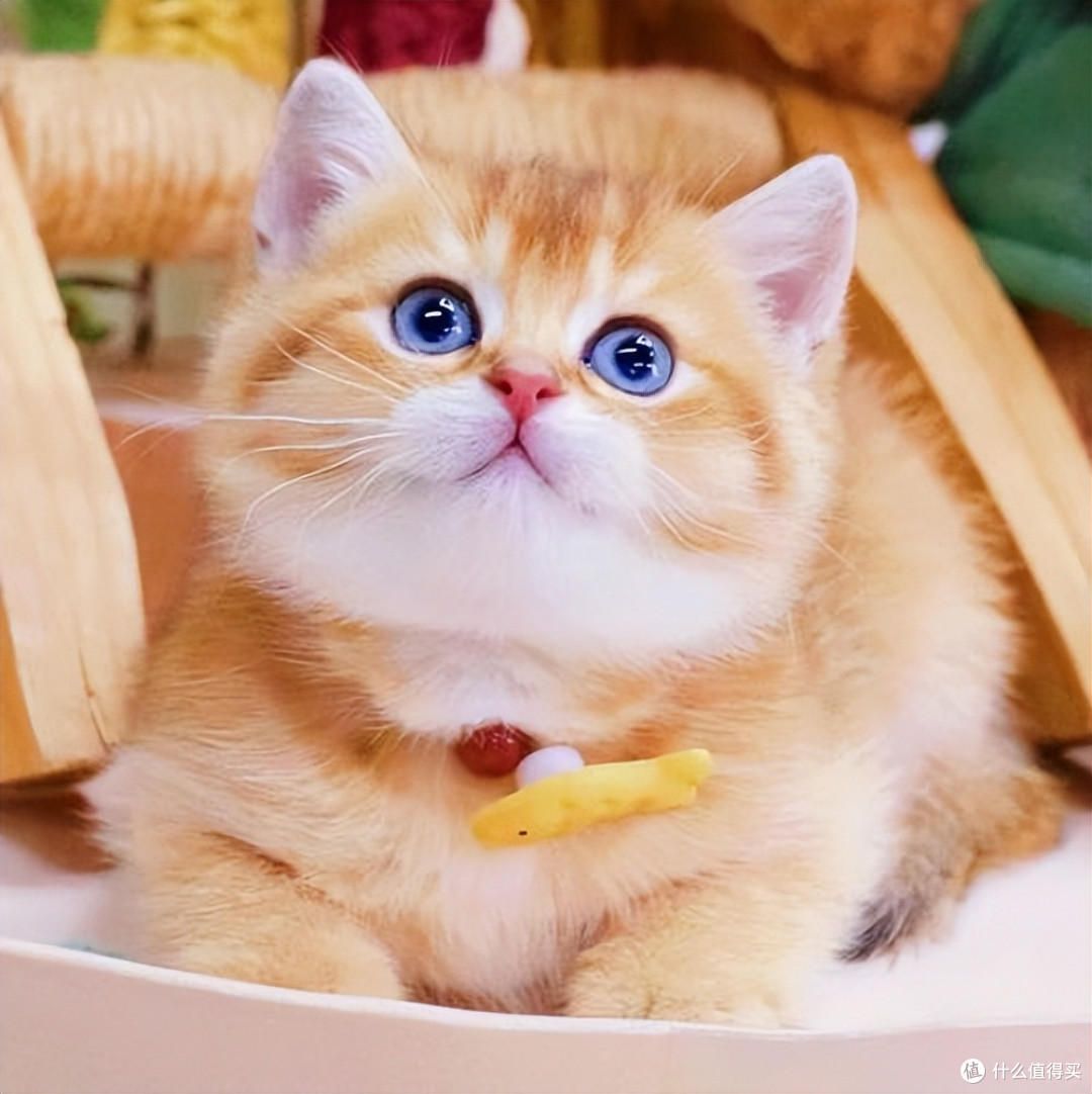猫咪泪痕重眼屎多?哪个猫粮适合有泪痕的猫咪吃?
