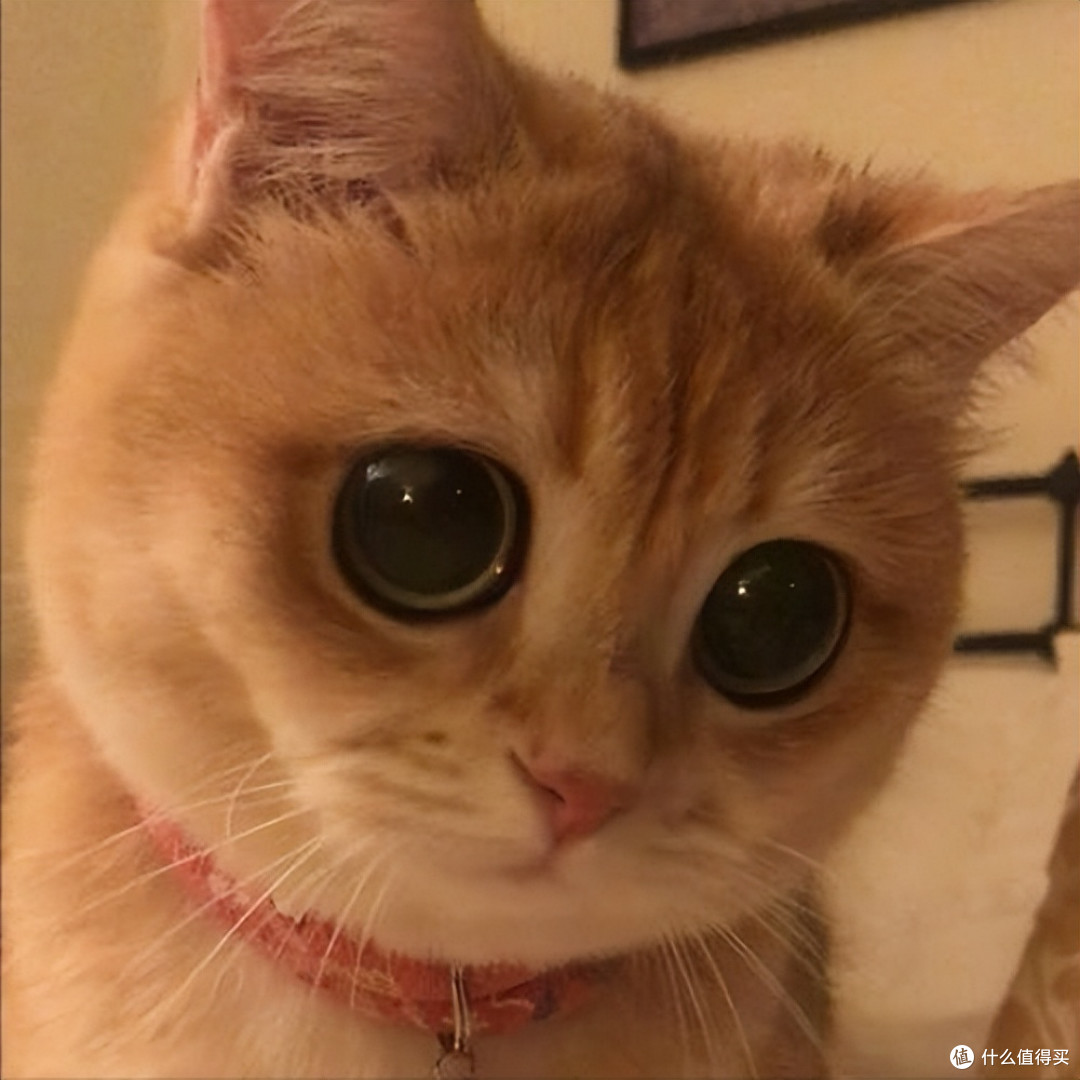 猫咪泪痕重眼屎多?哪个猫粮适合有泪痕的猫咪吃?