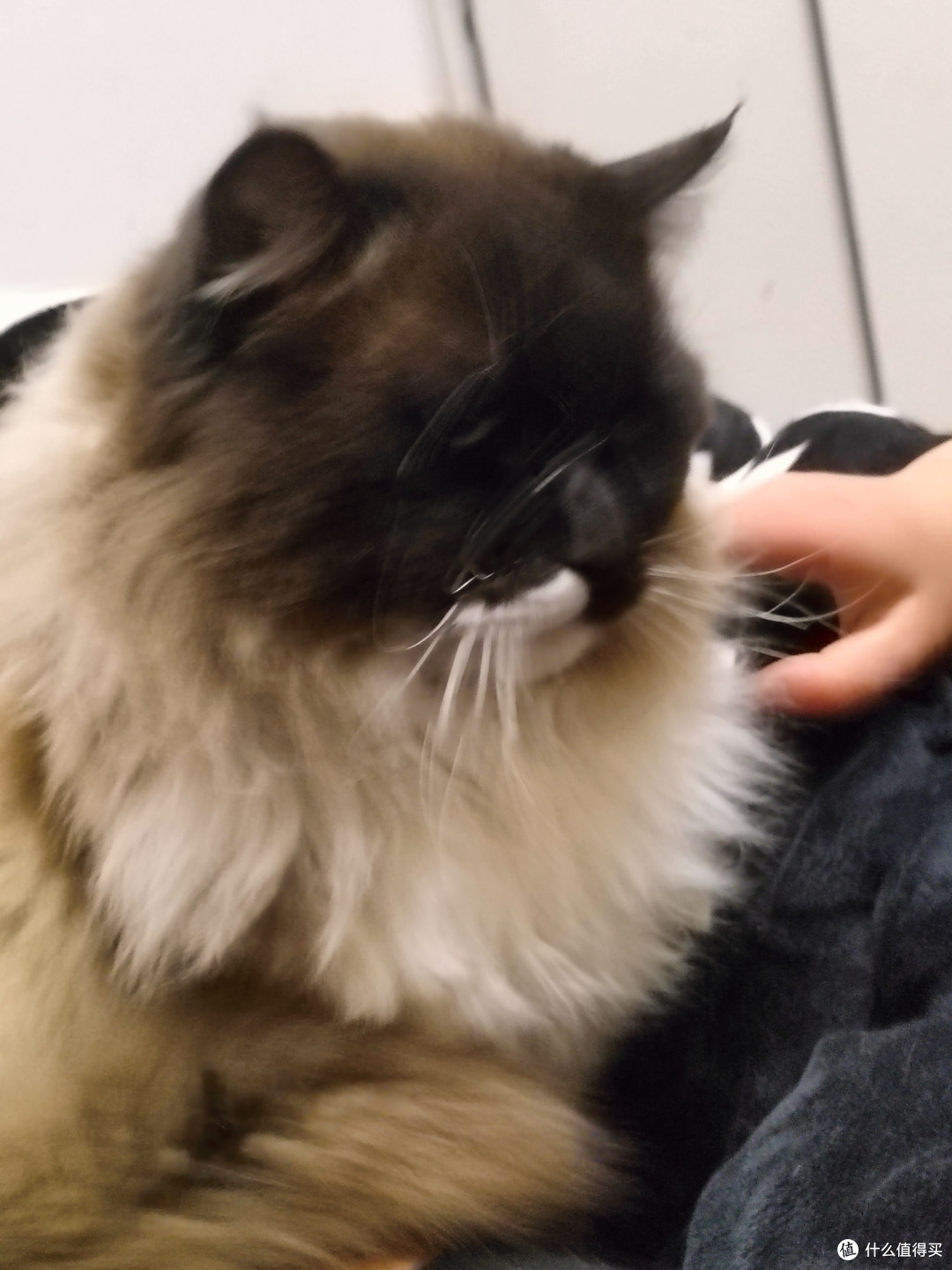 布偶猫：温柔长毛精灵
