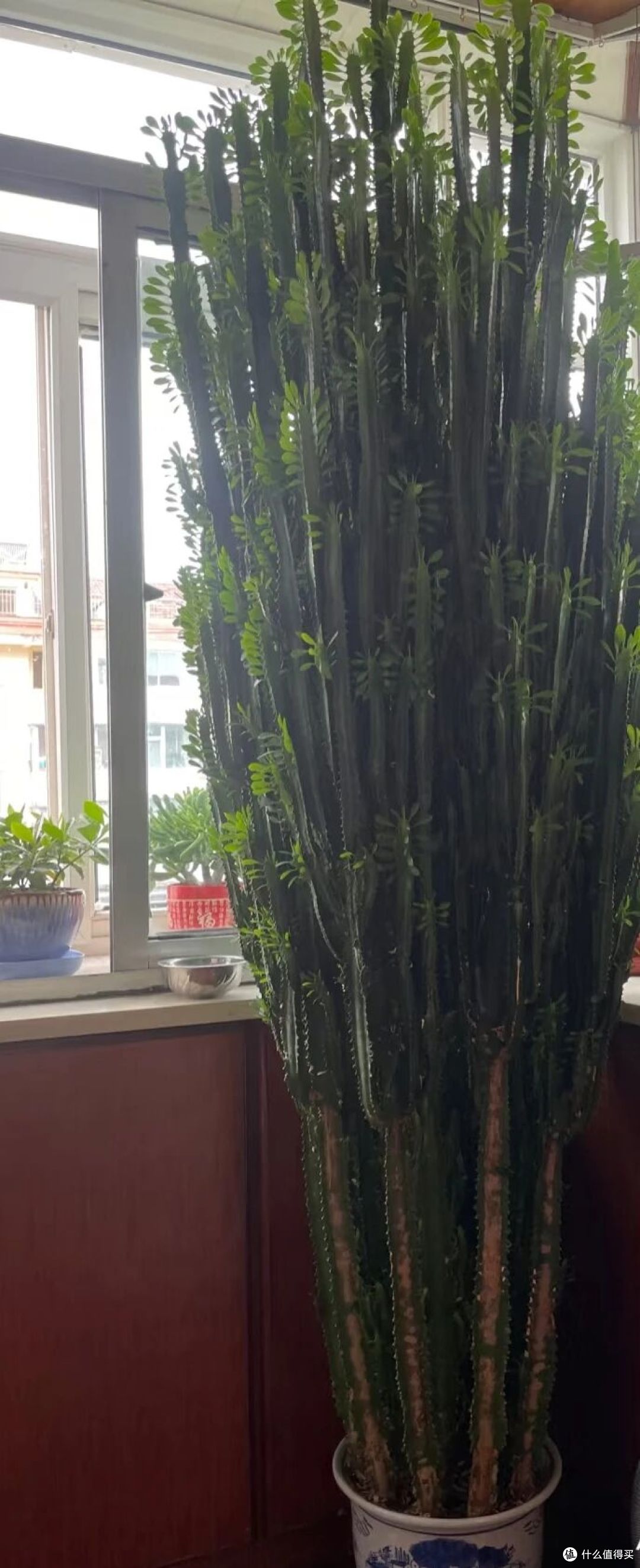 山东一大伯,“小盆”养10年的龙骨,已经长到房顶:太壮观了!