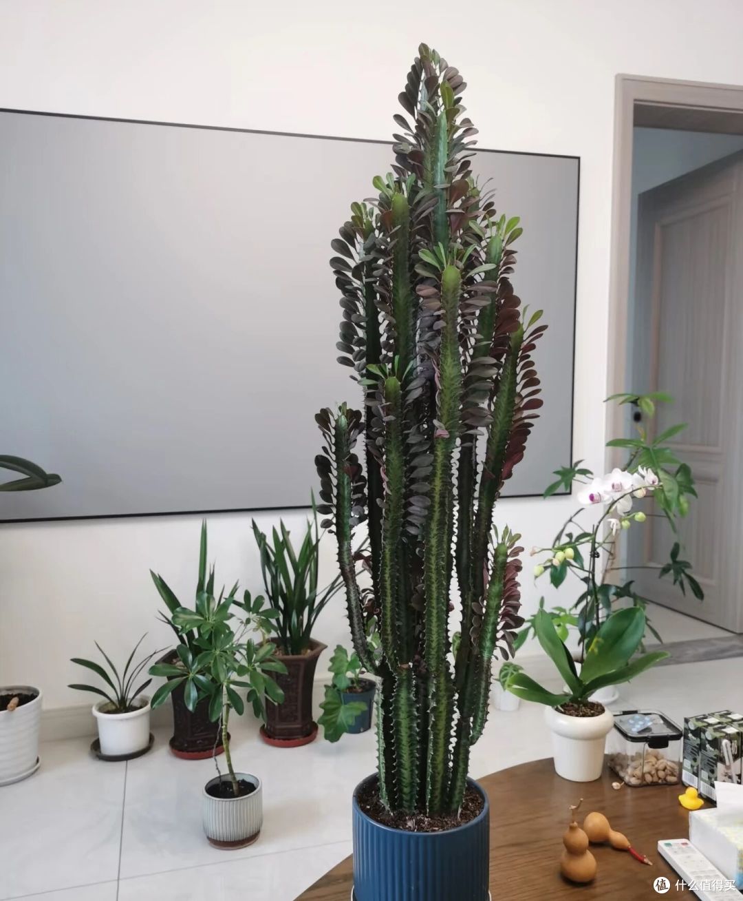 山东一大伯,“小盆”养10年的龙骨,已经长到房顶:太壮观了!
