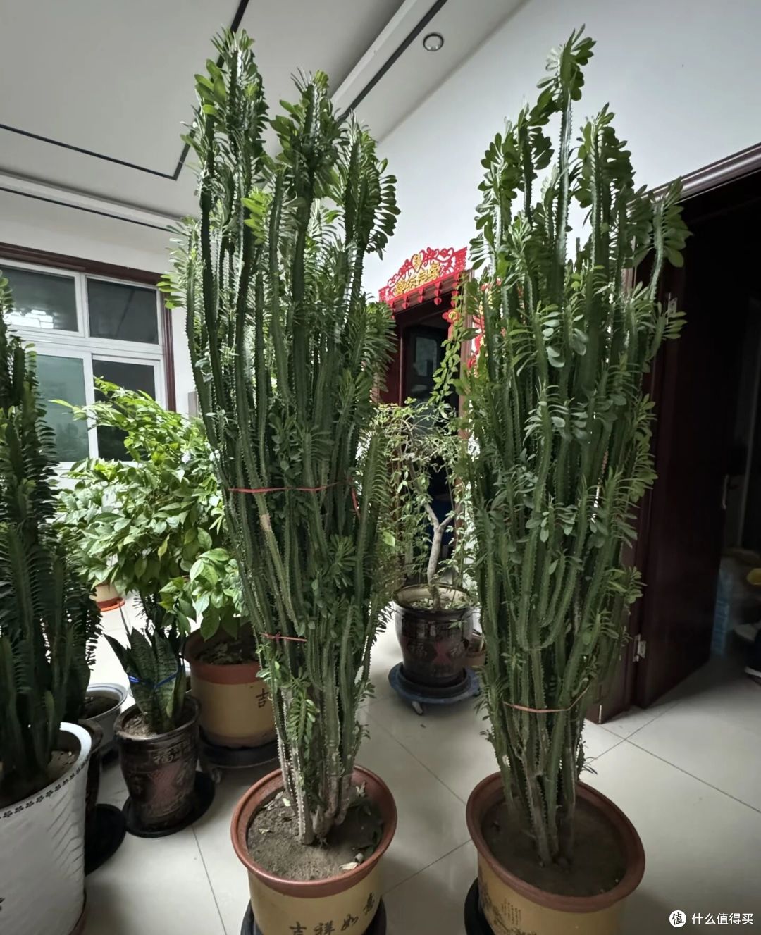 山东一大伯,“小盆”养10年的龙骨,已经长到房顶:太壮观了!