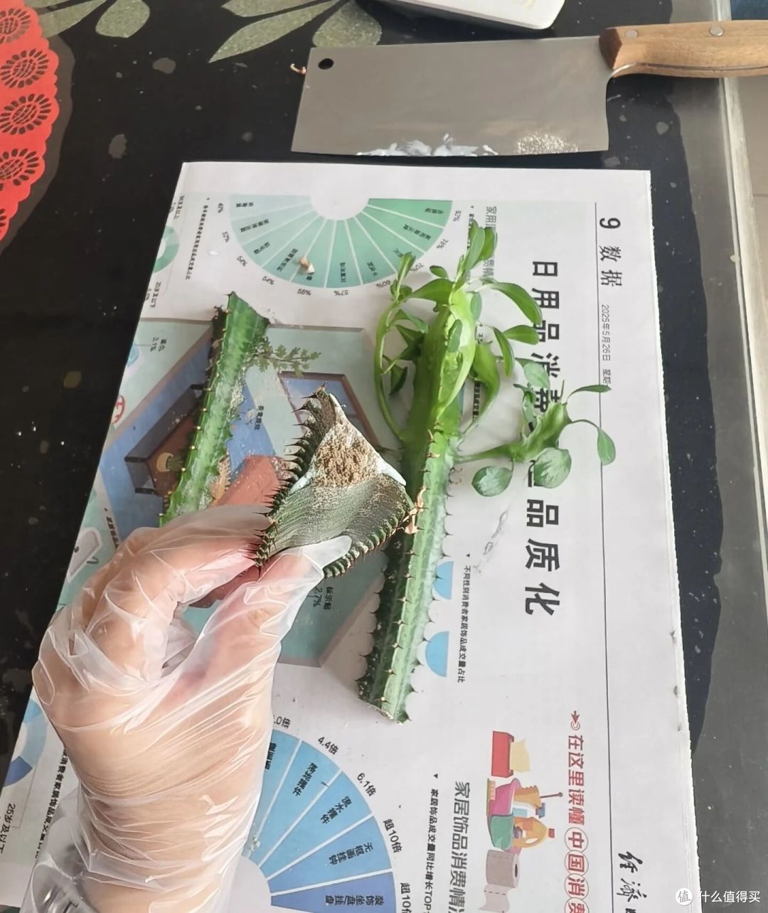山东一大伯,“小盆”养10年的龙骨,已经长到房顶:太壮观了!