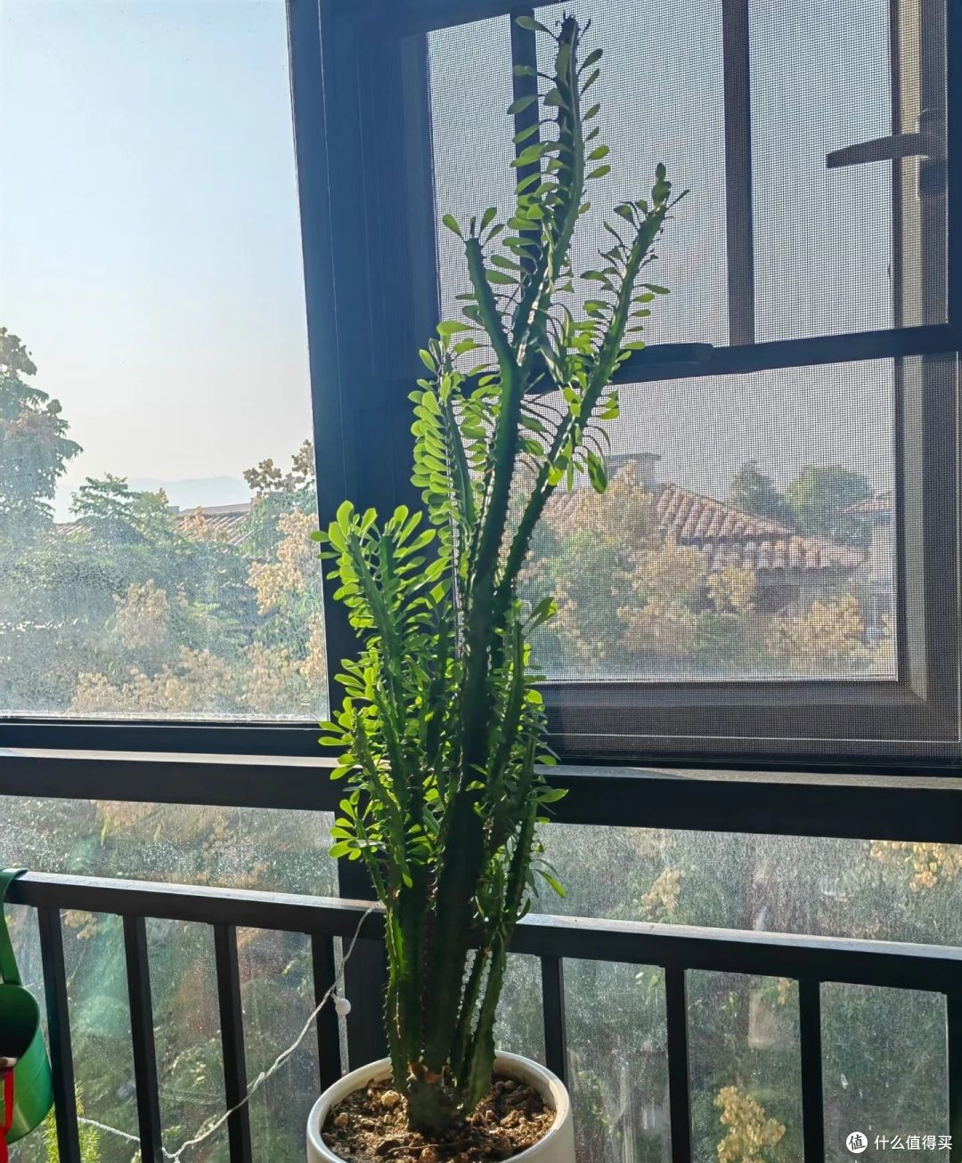 山东一大伯,“小盆”养10年的龙骨,已经长到房顶:太壮观了!