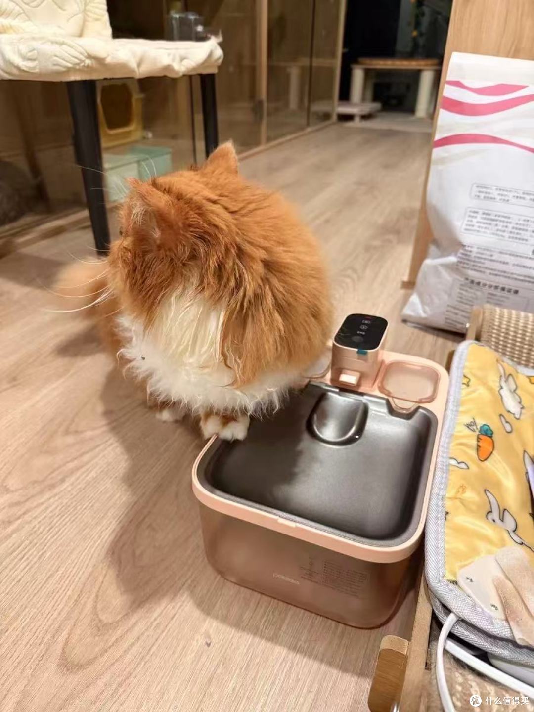 派兮S2猫咪饮水机|不插电也能让主子喝上恒温活水