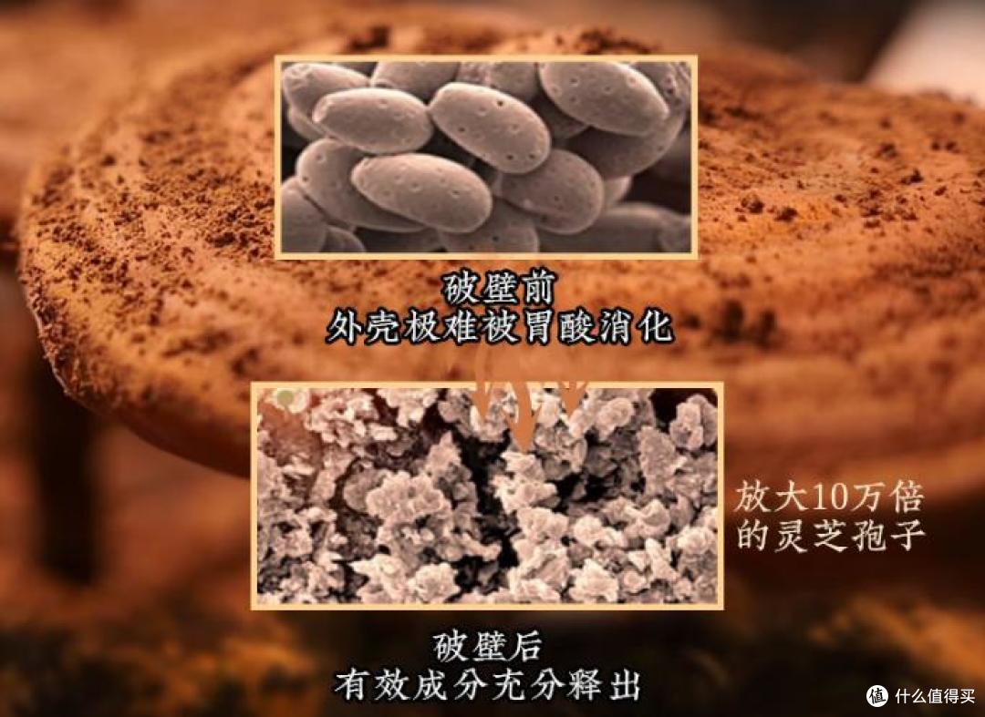 全国排名前十的破壁灵芝品牌,如何辨正规名牌?