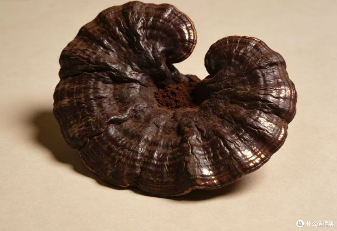 灵芝孢子粉哪个牌子好?十大真材实料口碑品牌排名居家滋补轻松选