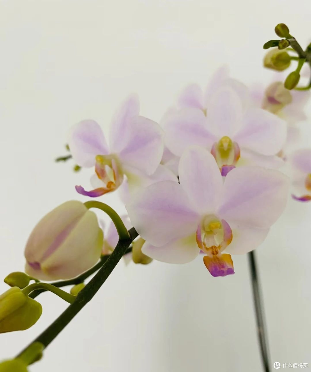 北京一姐姐,用2根铁丝把蝴蝶兰养成“艺术品”:牛,造型美爆了
