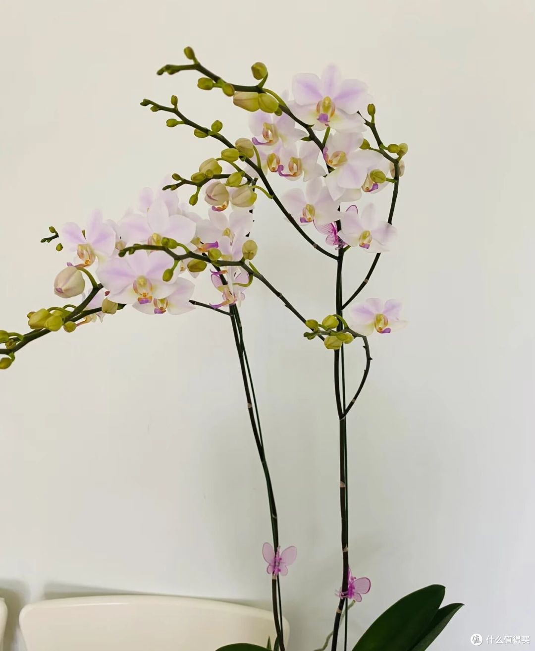 北京一姐姐,用2根铁丝把蝴蝶兰养成“艺术品”:牛,造型美爆了