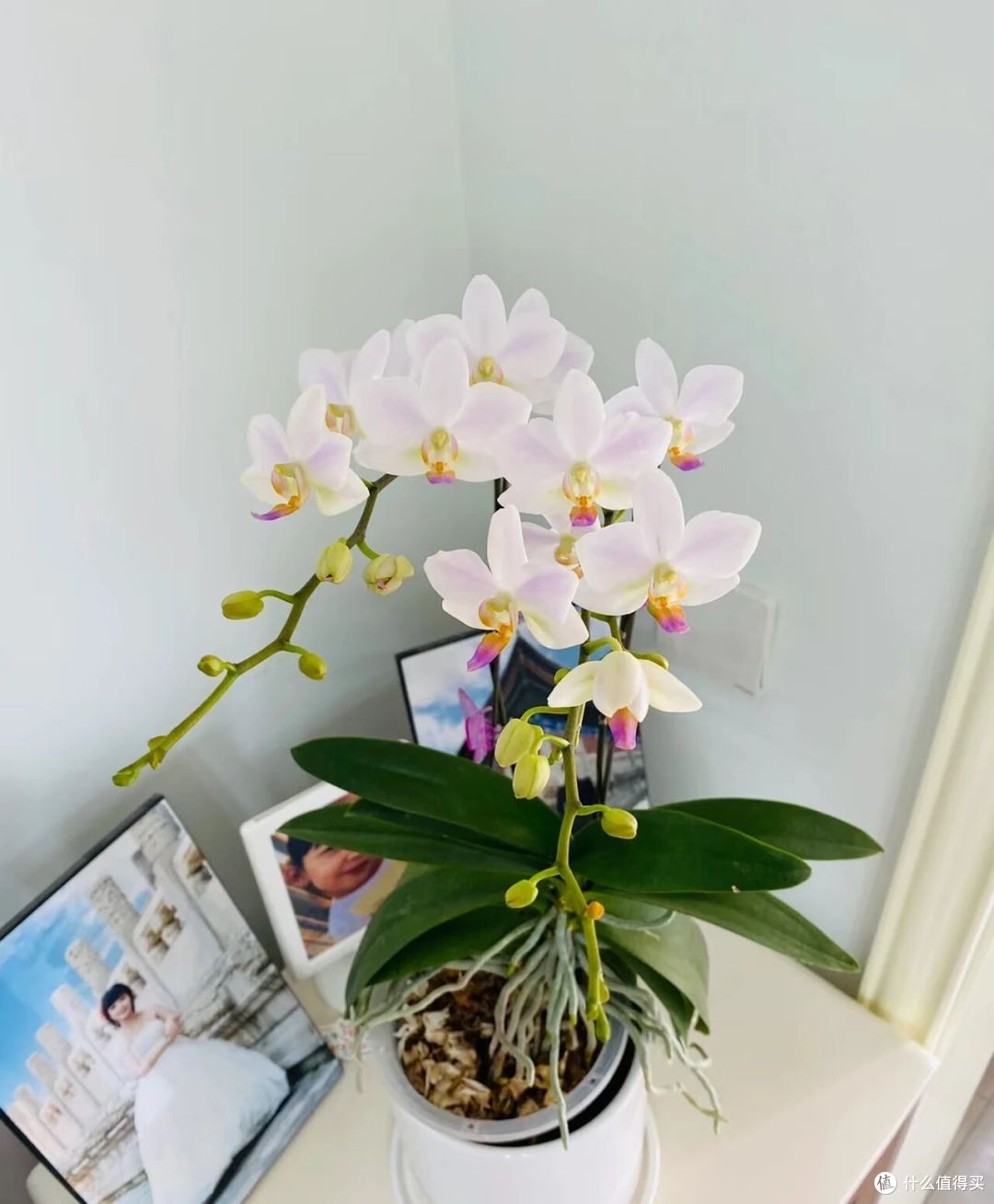 北京一姐姐,用2根铁丝把蝴蝶兰养成“艺术品”:牛,造型美爆了