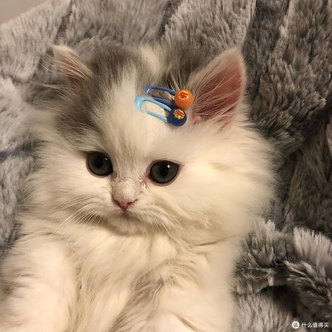 2026 优质猫粮排行榜全攻略,选好猫粮不踩坑!