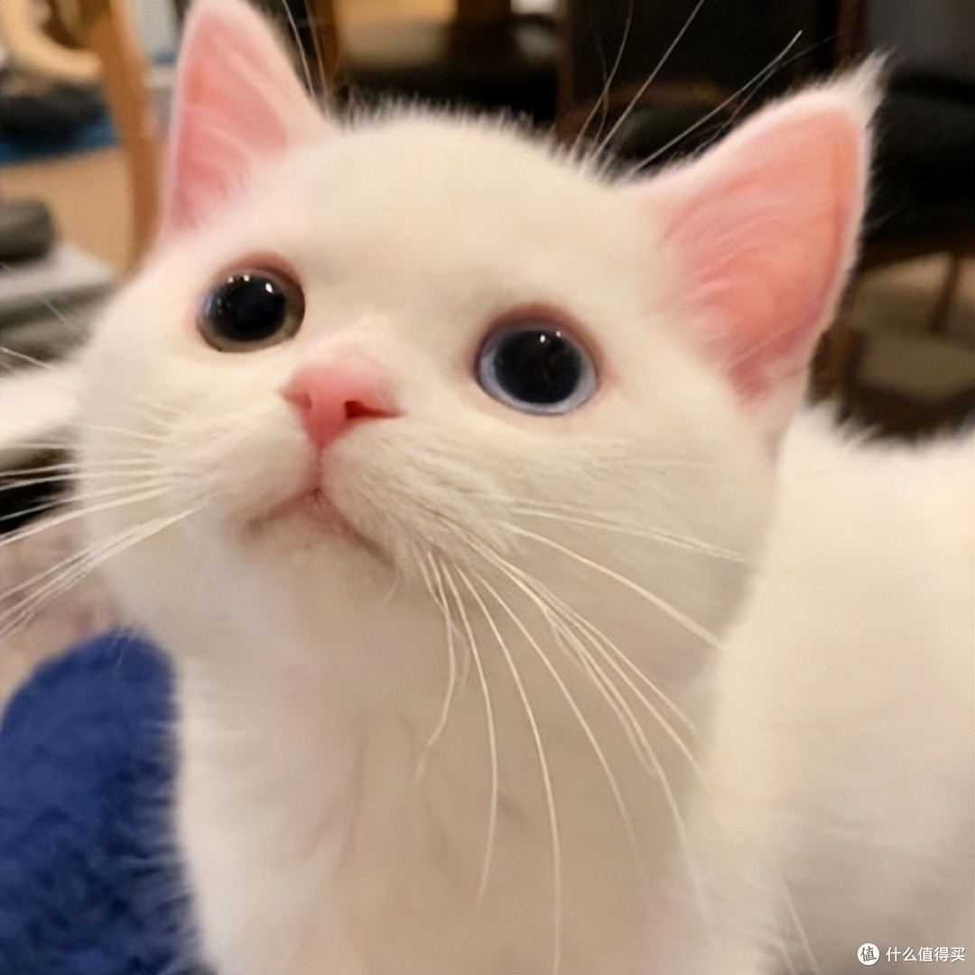 2026 优质猫粮排行榜全攻略,选好猫粮不踩坑!
