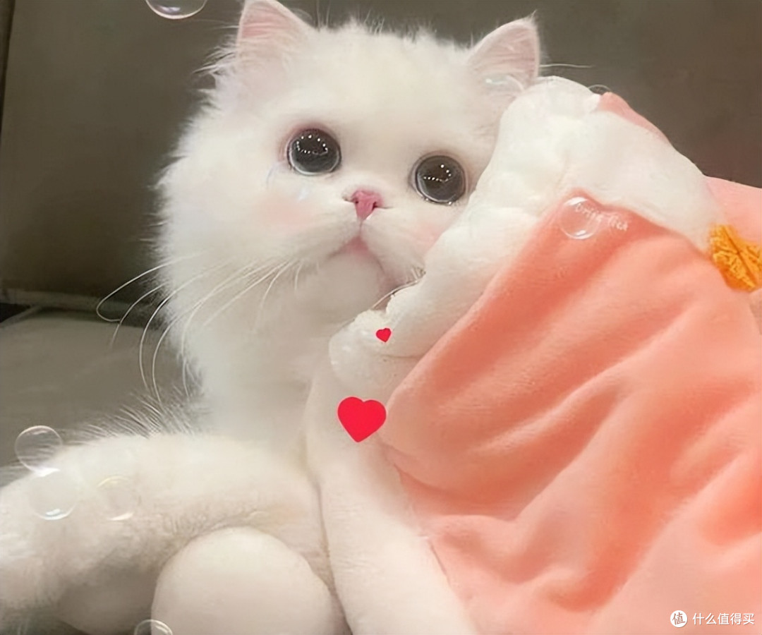 2026 优质猫粮排行榜全攻略,选好猫粮不踩坑!
