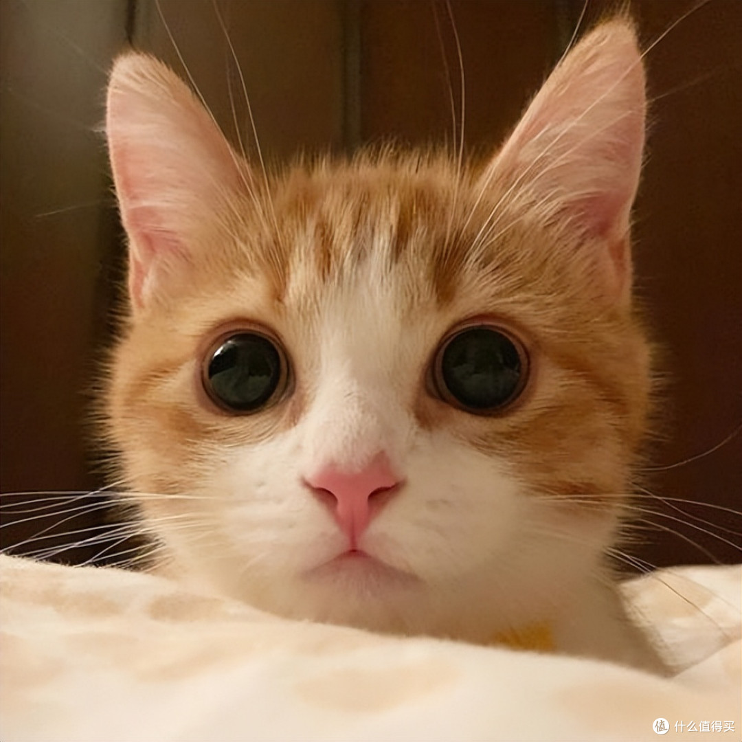 2026 优质猫粮排行榜全攻略,选好猫粮不踩坑!
