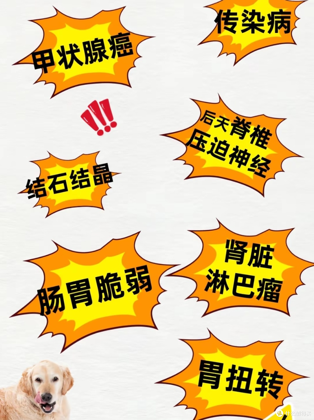 为宠物投保,减轻治疗负担